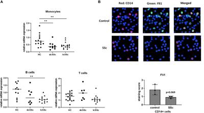 Fli1 Downregulation in Scleroderma Myeloid Cells Has Profibrotic and Proinflammatory Effects